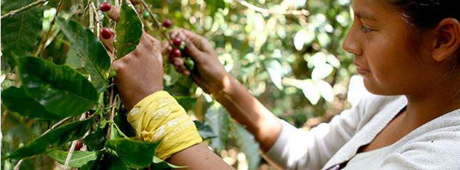 �h�C�R�[�q�[�@���E���t�H���}�_��